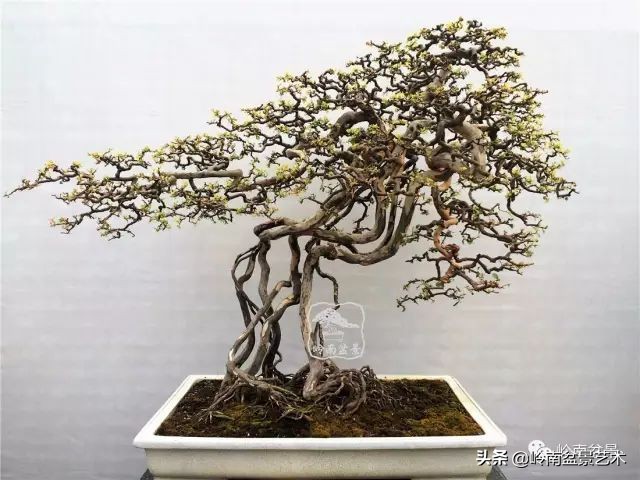 雀梅盆景下山桩如何栽,雀梅提根盆景老桩欣赏