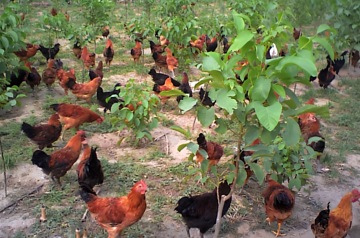 山上放养土鸡可节约什么,散养土鸡的老农