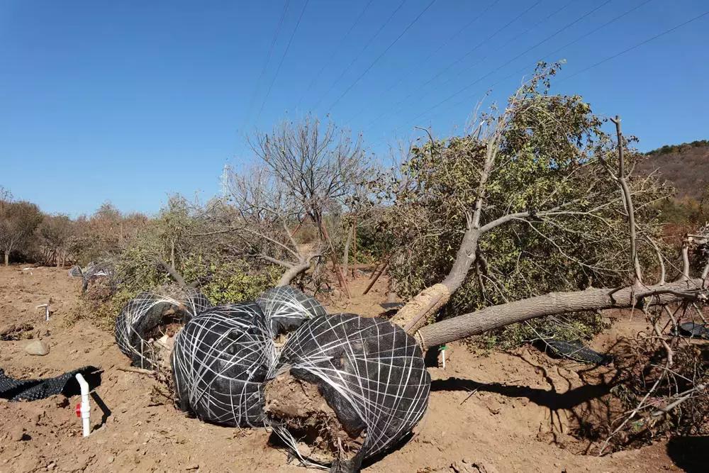 这一株白蜡，让山里人心里有了乘凉处