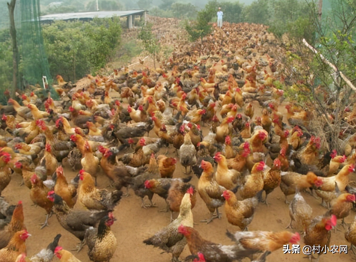 2022年农村创业什么最赚钱快,适合农村创业的最新致富项目