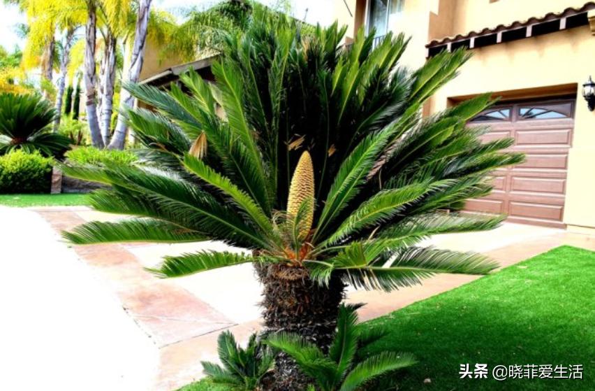 旺财旺家的3种花,5种花寓意好富贵养人