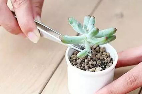 五月份法师多肉砍头可以扦插吗,多肉碧桃砍头扦插多久能生根服盆