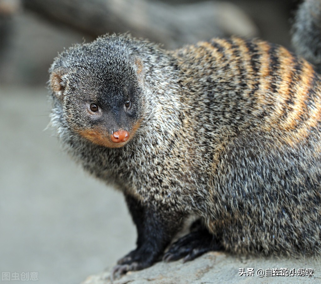 毒蛇最怕动物是什么,遇到毒蛇有哪些解决方法