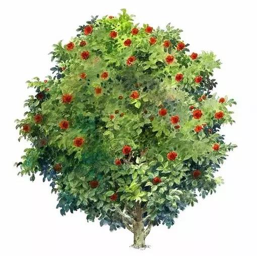 十种不同树叶的画法,五种不同树木的画法简单的