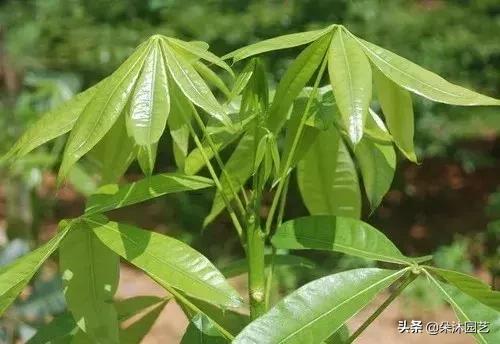 家中植物被冻伤了怎么办,家里植物被冻了怎么办