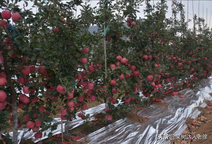 图说果树,自由纺锤形果树整形修剪视频