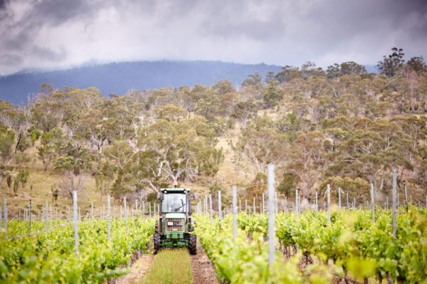 德国最适合旅游的十大酒庄,塔斯马尼亚岛最美的地方