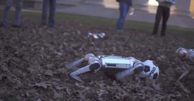 1万8元秋田犬出售,最新一代机器狗