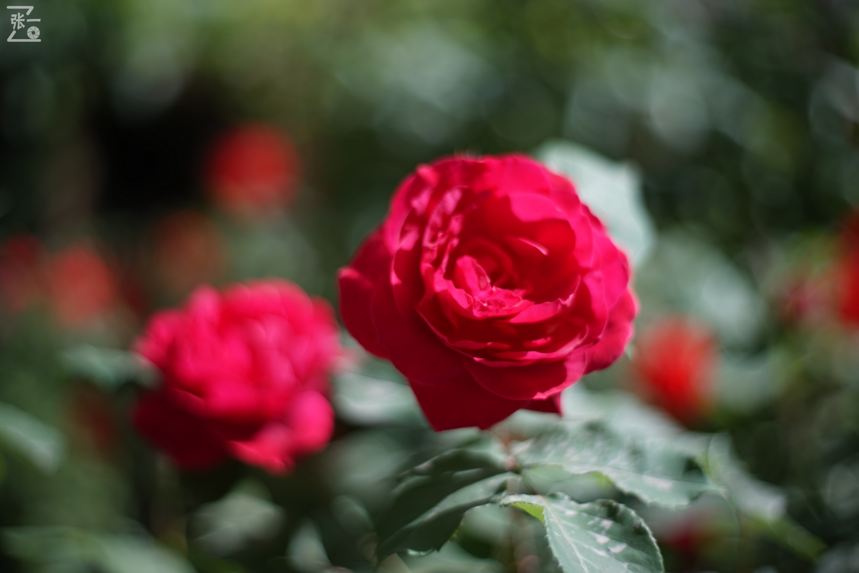 凤凰国产50mm镜头,凤凰索尼e口镜头