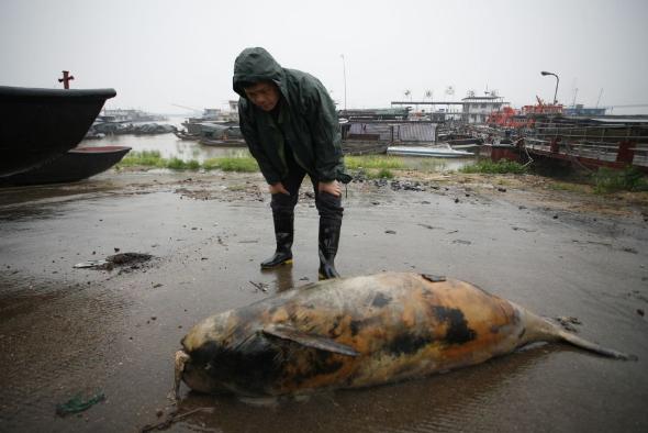 白鲟是白鱀豚吗,白鱀豚和中华白鲟