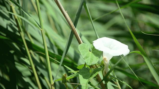 一念花开一念花落一切皆由汝心定,一念花开一念花落不做情绪的奴隶