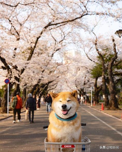 日本网红柴犬Marutaro日常生活治愈万千粉丝