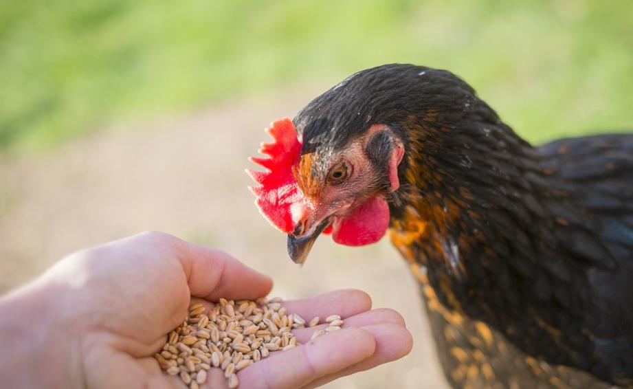 鸡采食量下降的原因及治疗方法,鸡采食量上不去咋办