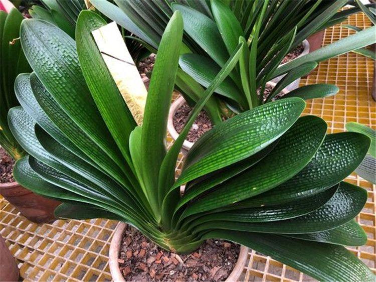 君子兰换盆最好是春季还是秋季,给君子兰换盆是春天好还是秋天好