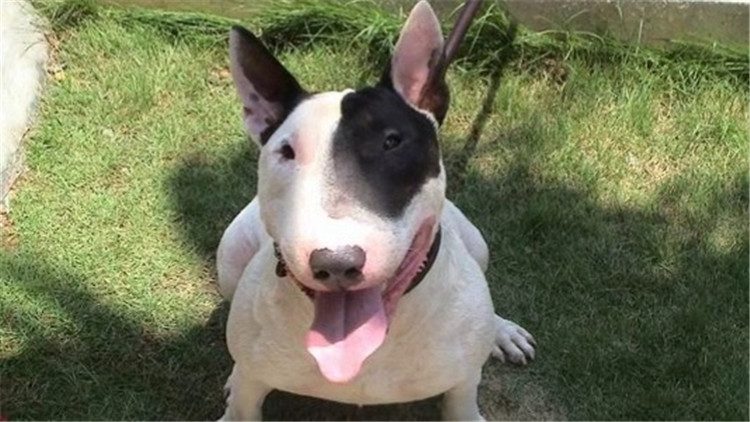 常见的梗犬有什么,梗犬是什么狗