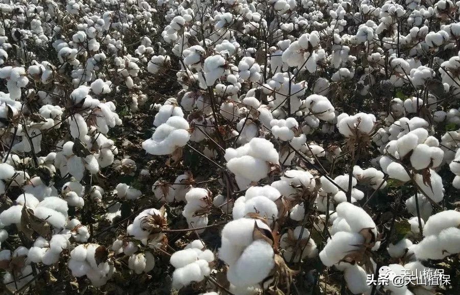 新冠肺炎疫情对棉花产业的影响及对策建议