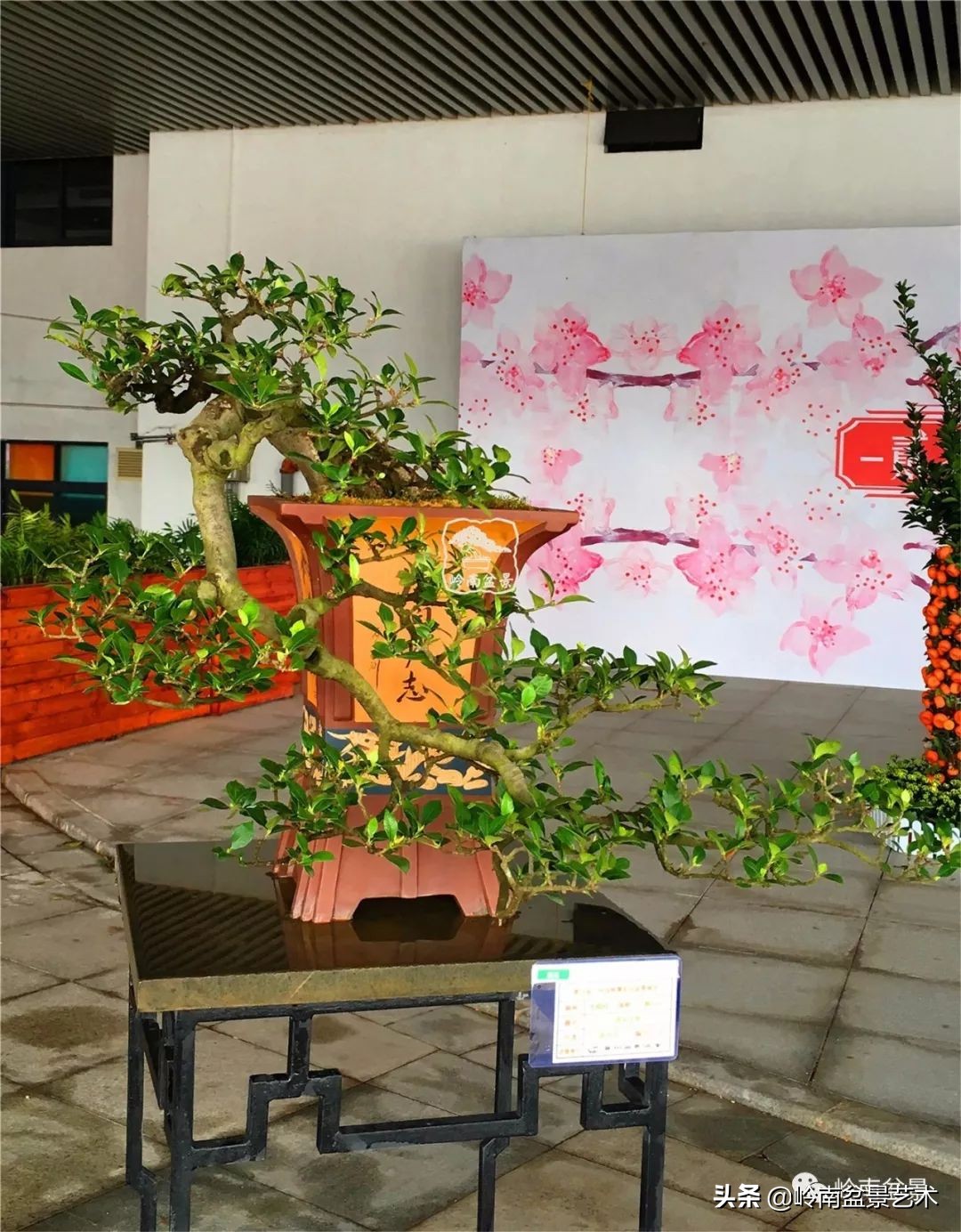 杂木盆景也毫不逊色,杂木盆景值钱吗