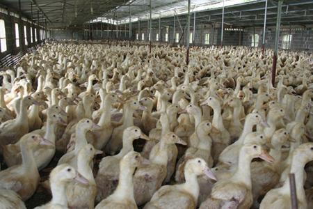 慢性鸭肝炎,每天零星伤亡鸭子,很烦人怎么办?