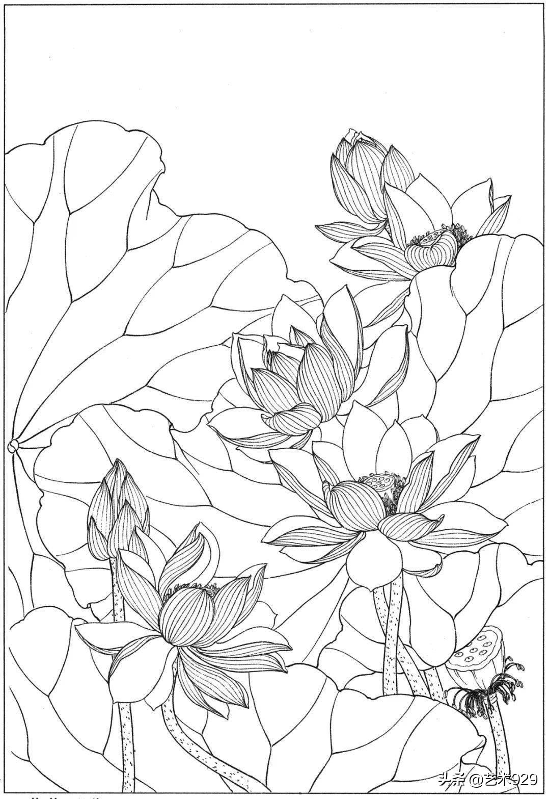 适合初学者的荷花白描画稿,荷花小品实用白描画稿