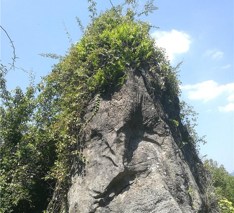 如今不可多得的“崖姜”，曾稀缺也好泛滥也罢，你都该好好认识它