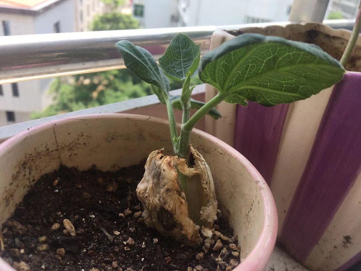 佛手瓜种子种植方法和时间,什么样的佛手瓜才能拿来做种子