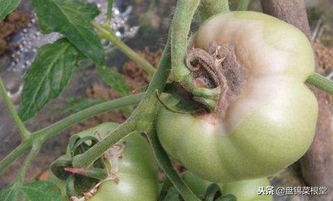番茄灰霉病控制住,灰霉病番茄能吃吗