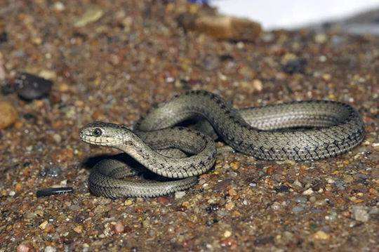 哪些野生动物会携带病毒呢,哪些野生动物含病毒