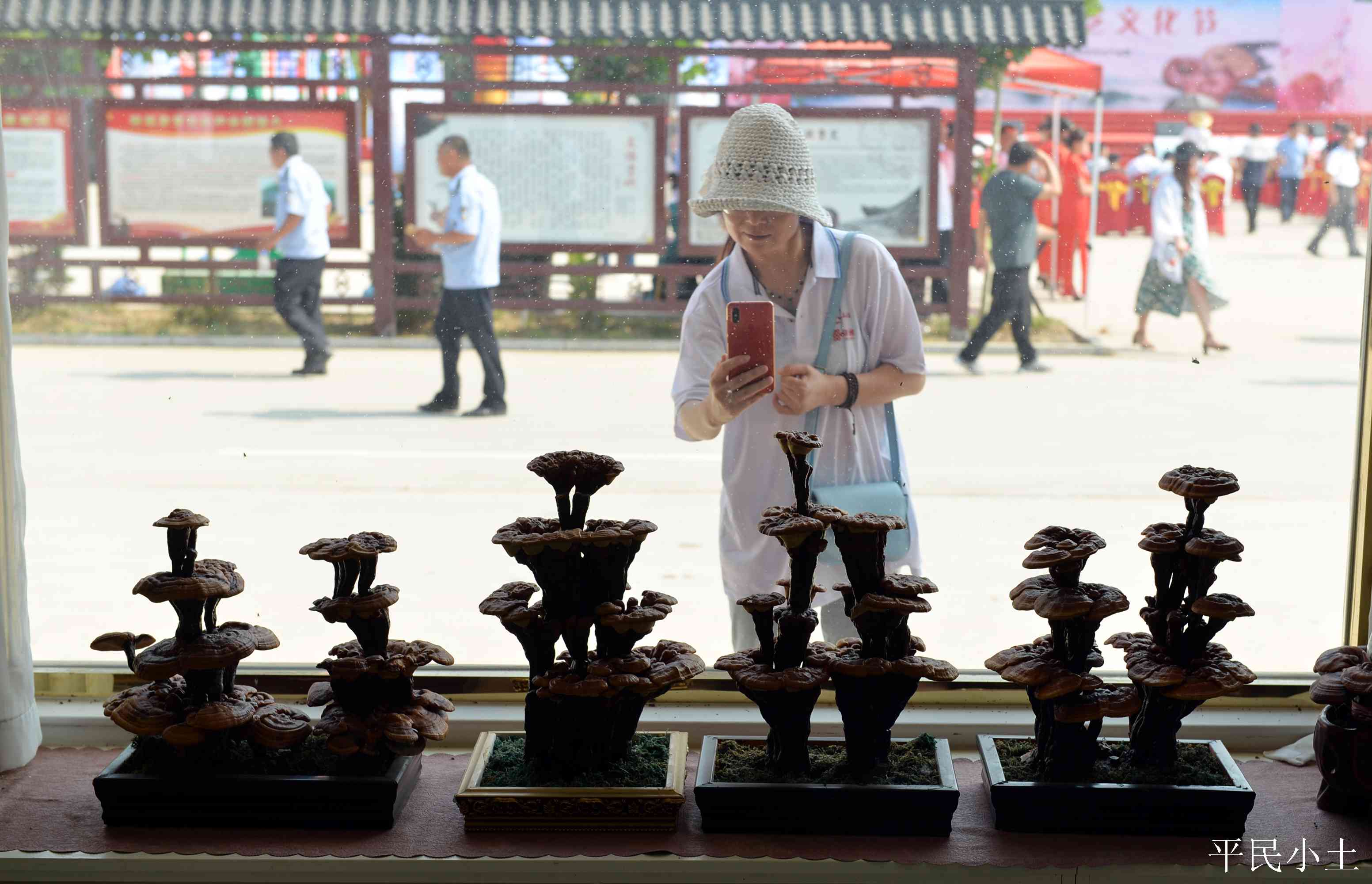 山东聊城灵芝盆景 (山东聊城盆景灵芝)