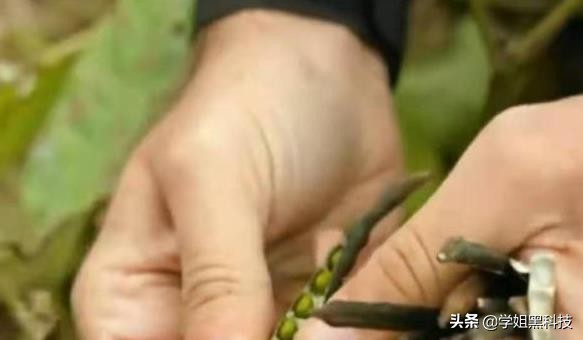 美国人造蛋和鸡蛋哪个更好,美国超市卖人造鸡蛋吗