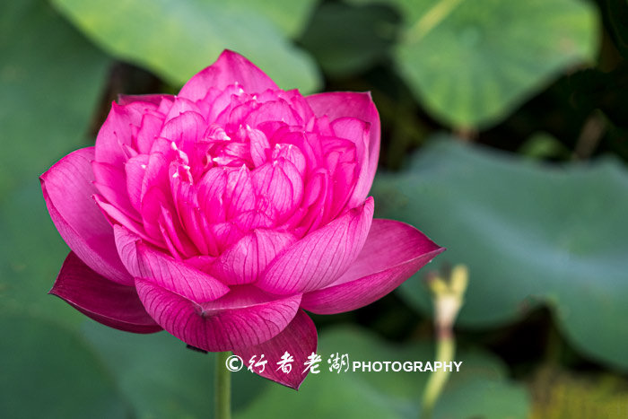 最美荷花展深圳,深圳最美荷花