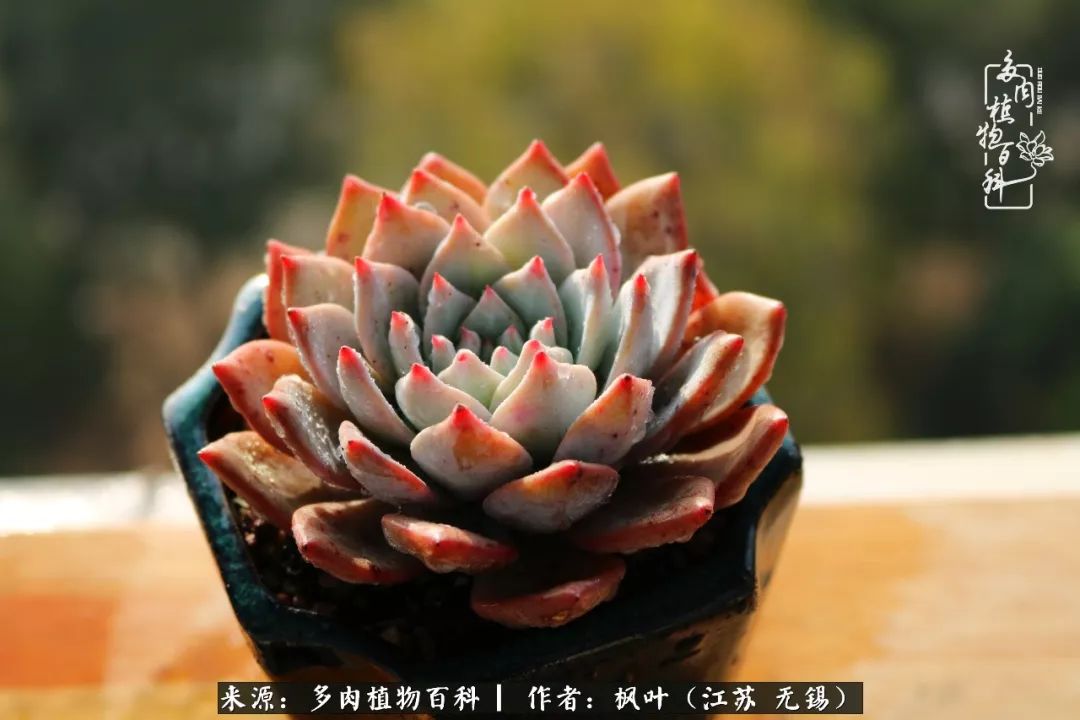 多肉与生命感悟,多肉时光