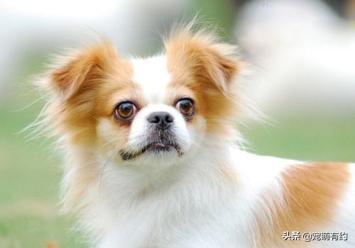 人们为什么喜欢养宠物呢,人们为什么养宠物狗