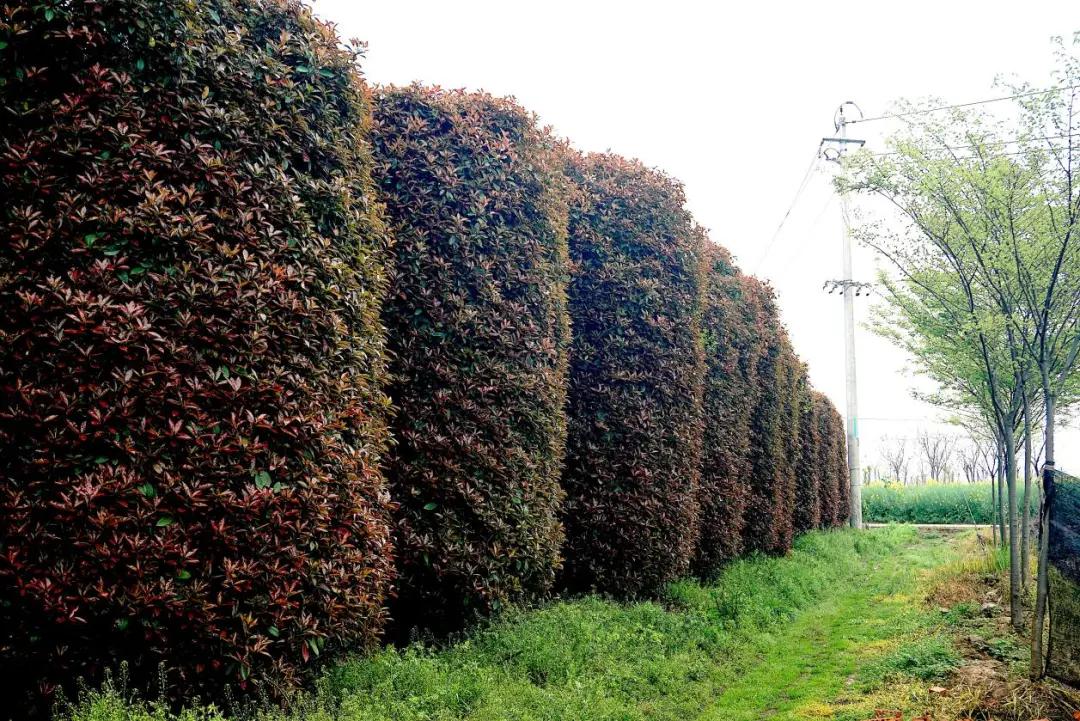 这名音乐老师种的红叶石楠，一棵卖了20000元