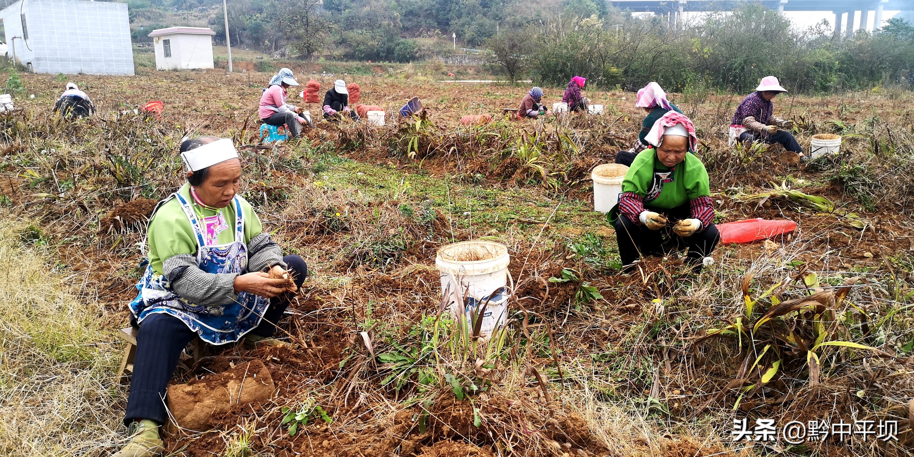 千亩药材获丰收拓展藏乡致富路,5万亩紫花苜蓿铺就群众致富路