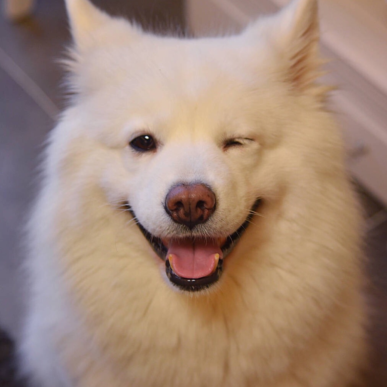 犬类体味排行,犬界中最优秀的五种牧羊犬