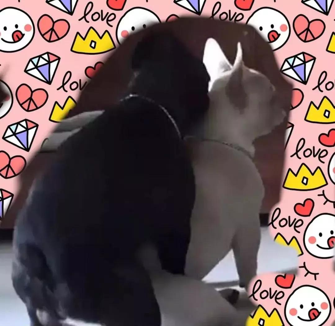 公狗被公狗纠缠怎么办,我家公狗一直叫怎么办