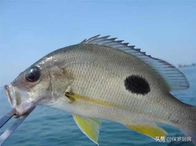 海鲜大荟萃,常见贝壳类海鲜