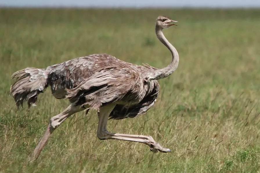 鸵鸟躲避危险的方式,鸵鸟遇到危险时会把头埋在土里吗