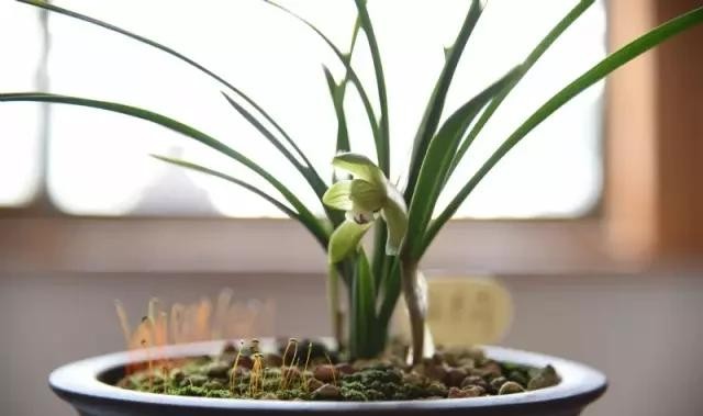 每日一品栏目,每日一品七律