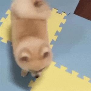 三种人不能养博美犬,养狗别养太聪明