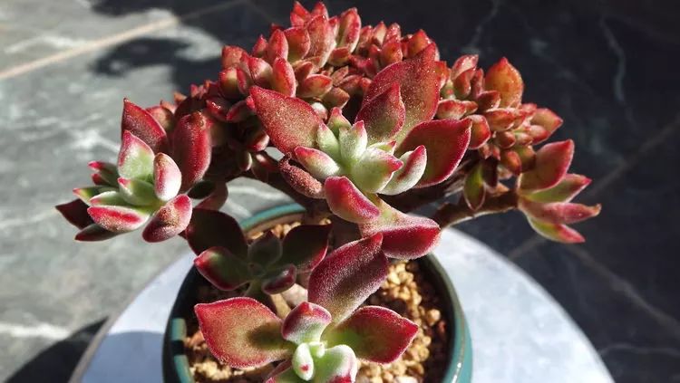 爱机车，爱多肉，宝妈花姐的诗和远方