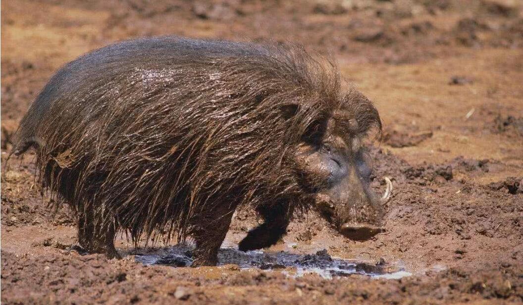 猪是蛇的克星这是真的吗,猪是龙的克星吗