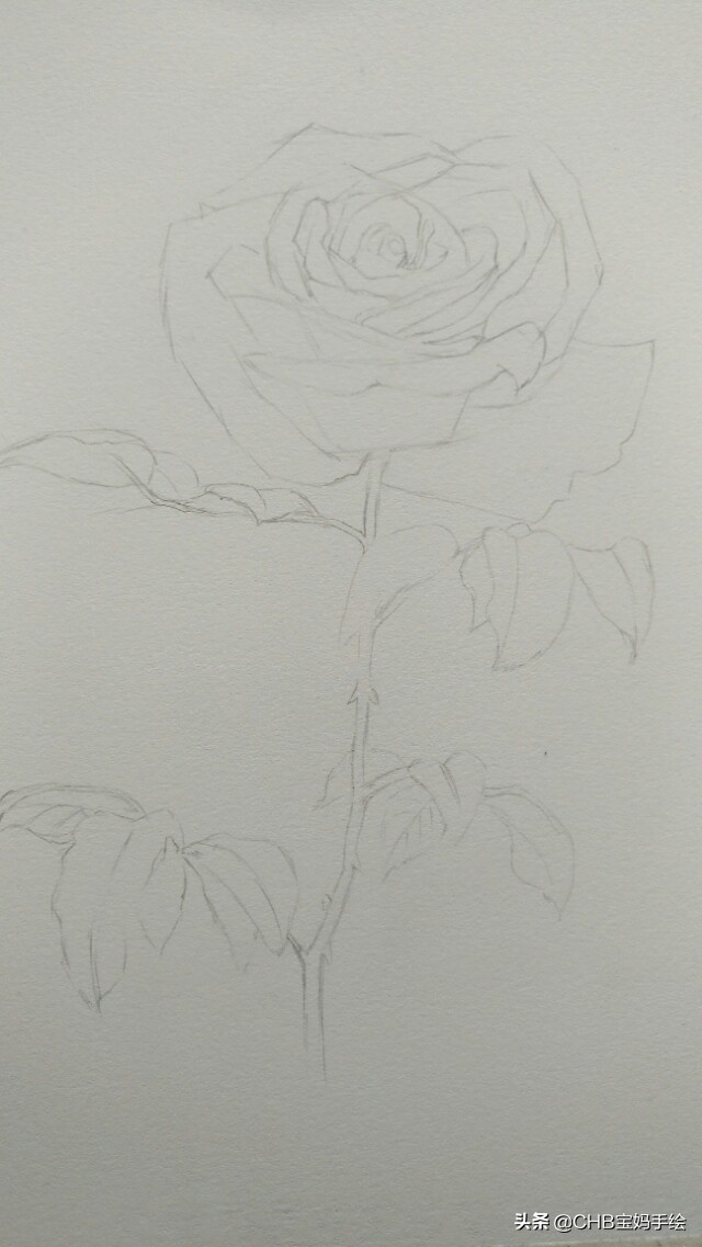 水彩画初学者零基础教程玫瑰花,水彩画教程入门玫瑰花慢教程