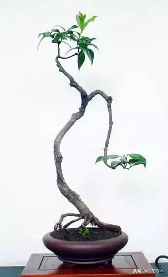 络石盆景的鉴赏与栽培养护