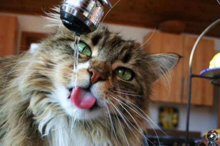 猫咪为什么不爱喝盆里的水,猫咪为啥不爱吃冻干