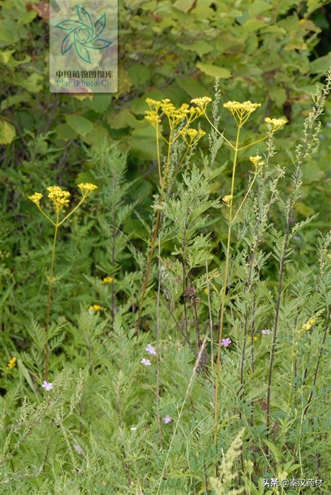 白花败酱草拉丁学名,多年生调味植物