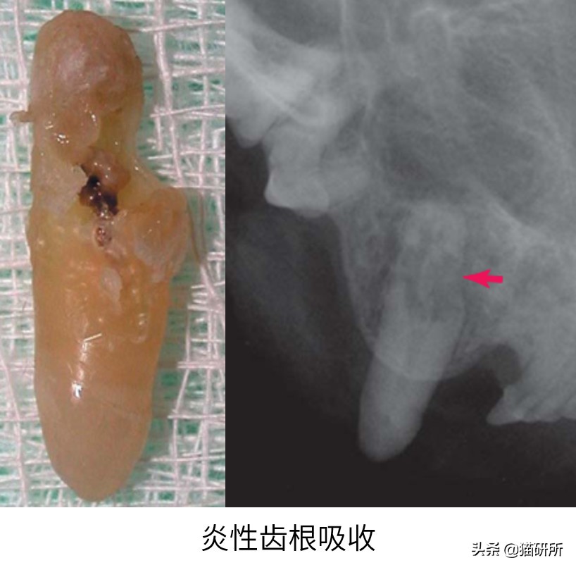 有100只猫该咋办,猫舍的猫全部得口炎了怎么办呢