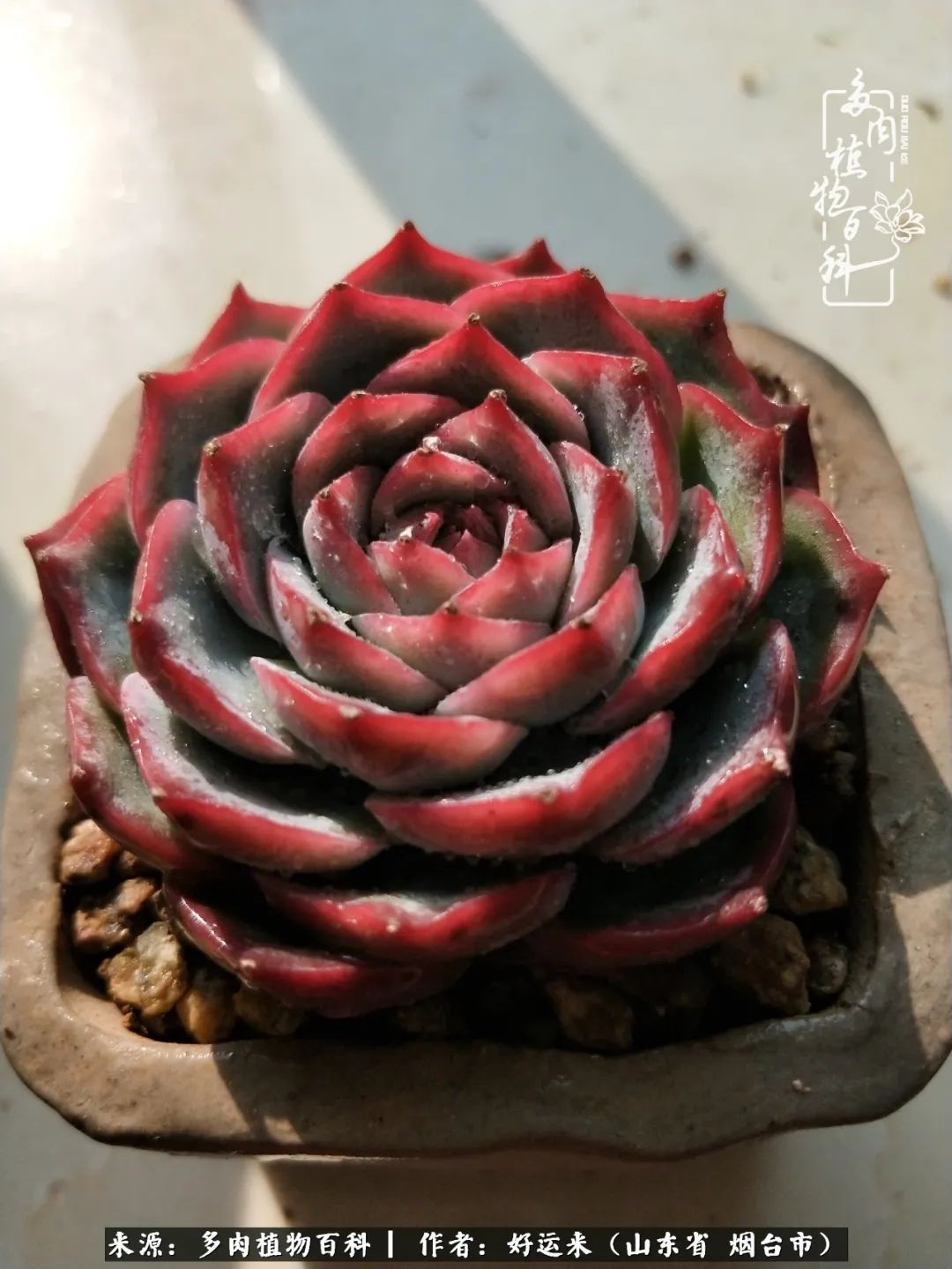 世上怎么会有这么可爱的生物,这世上怎么会有那么可爱的小可爱