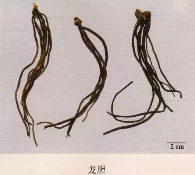 中药材图片大全大图带药名,200多味中药材图谱带图