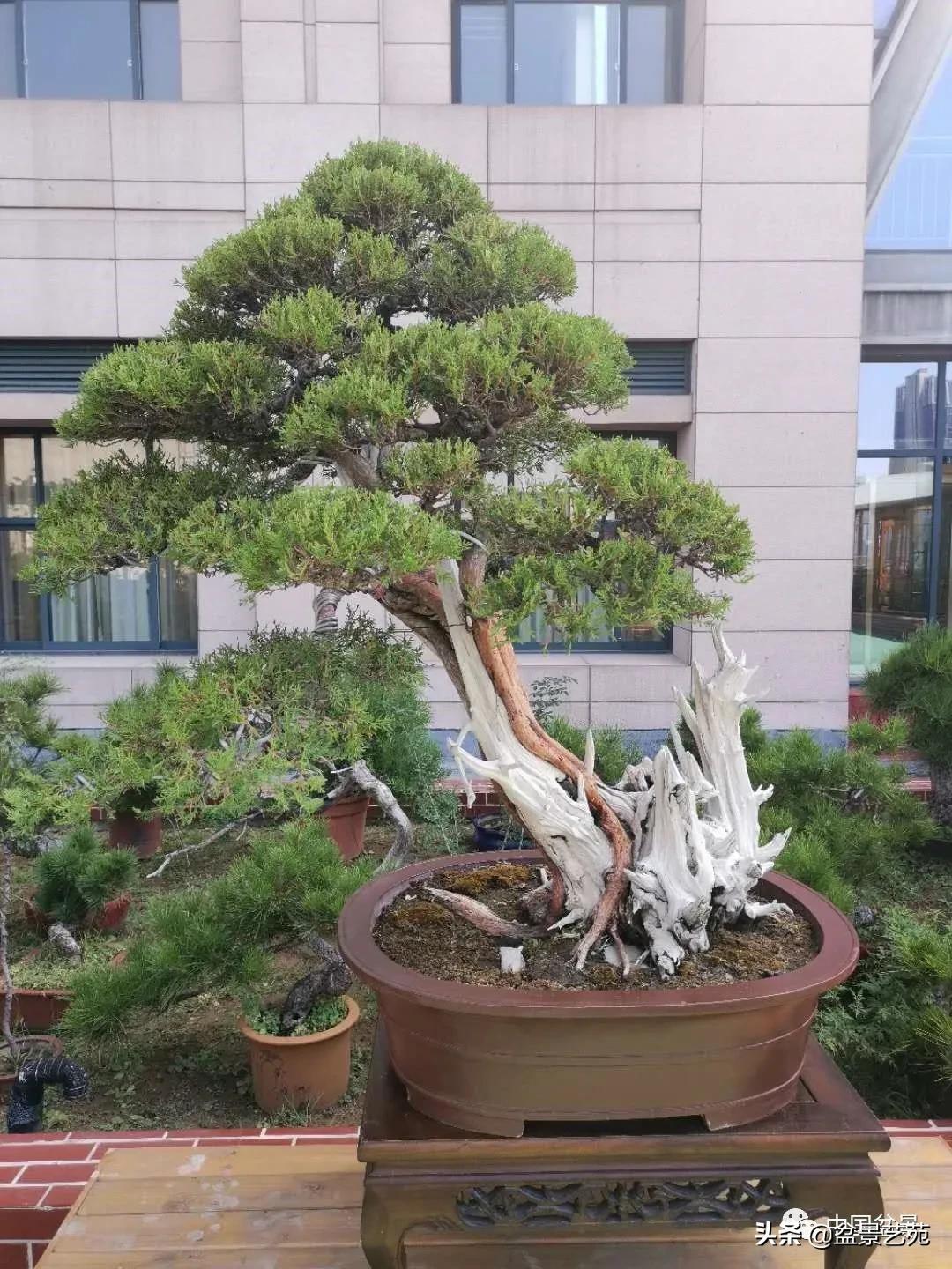 涓浗钁楀悕鐩嗘櫙澶у笀绮惧搧鐩嗘櫙,鐩嗘櫙鑹烘湳瀹跺拰鐩嗘櫙鑹烘湳澶у笀